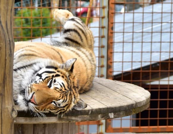 Faunapark - zvířátka v horském stylu